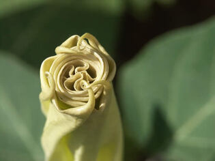 Fleur de Datura avant ouverture