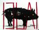 2015 :: Pig 136A1 :: acrylic paint, inks, 65x50cm