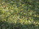 Un tapis de feuilles