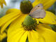 Papillon sur une Rudbeckia géante
