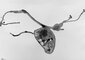 2012 :: Black ink wash, Open Heart :: A3